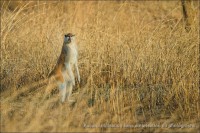 /album/aparjeb/penjari-singes-3-jpg/